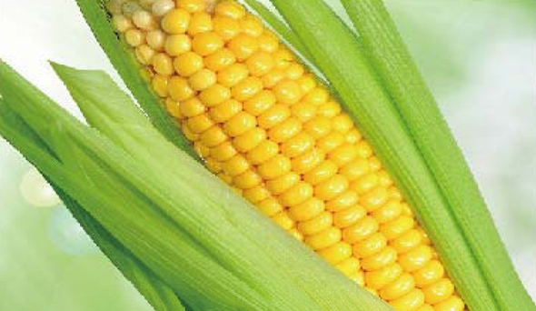 陶瓷膜应用：生物、医药行业